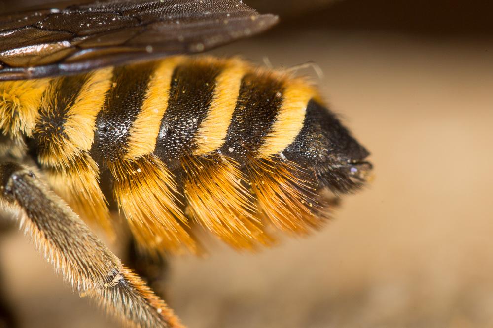  Megachile melanopyga Costa, 1863