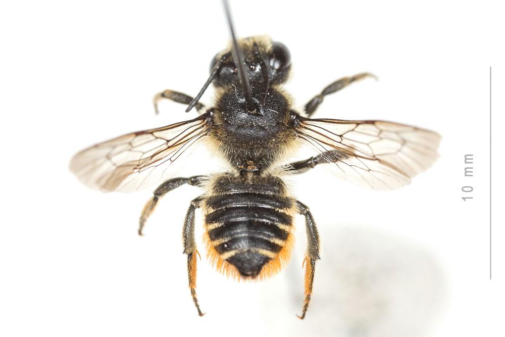 Mégachile du rosier, Abeille découpeuse Megachile centuncularis (Linnaeus, 1758)