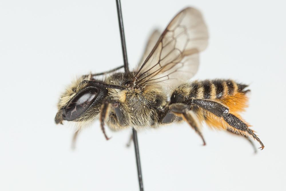 Mégachile du rosier, Abeille découpeuse Megachile centuncularis (Linnaeus, 1758)