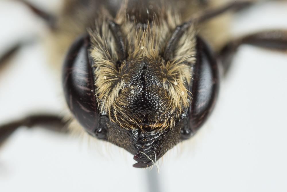 Mégachile du rosier, Abeille découpeuse Megachile centuncularis (Linnaeus, 1758)