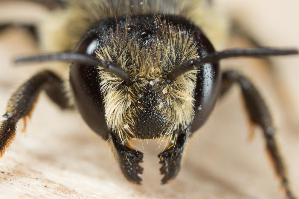 Mégachile du rosier, Abeille découpeuse Megachile centuncularis (Linnaeus, 1758)