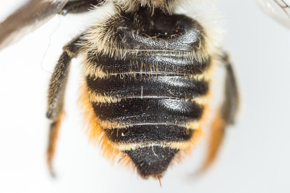 Mégachile du rosier, Abeille découpeuse Megachile centuncularis (Linnaeus, 1758)