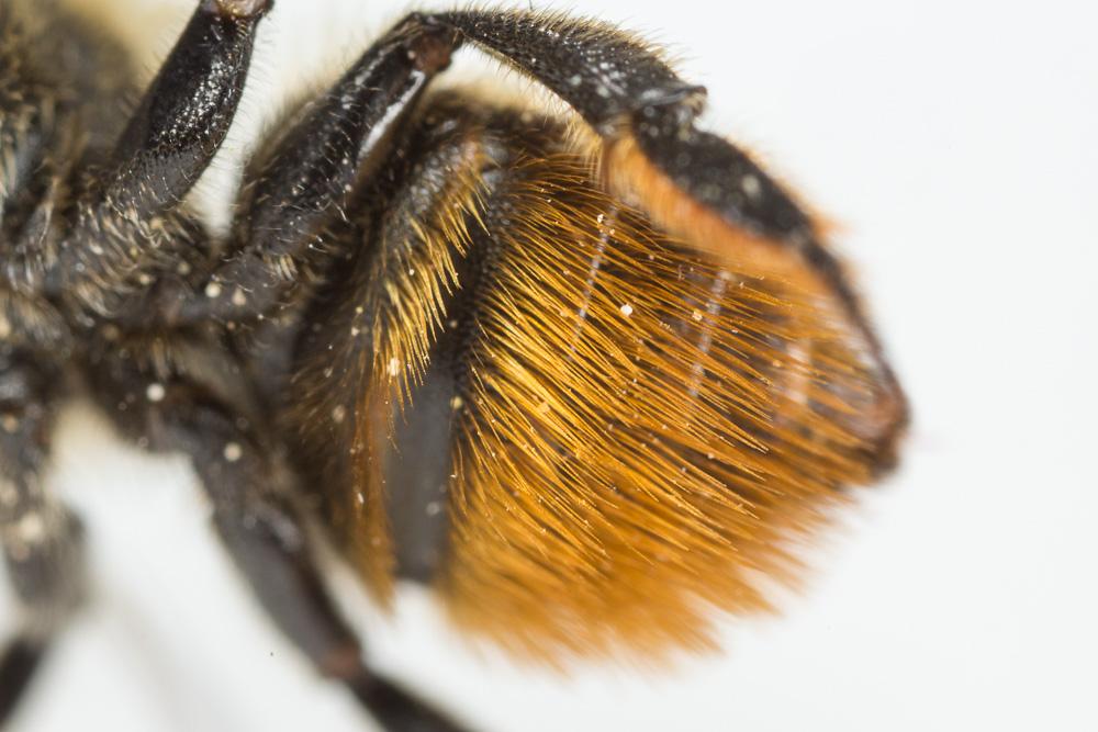 Mégachile du rosier, Abeille découpeuse Megachile centuncularis (Linnaeus, 1758)