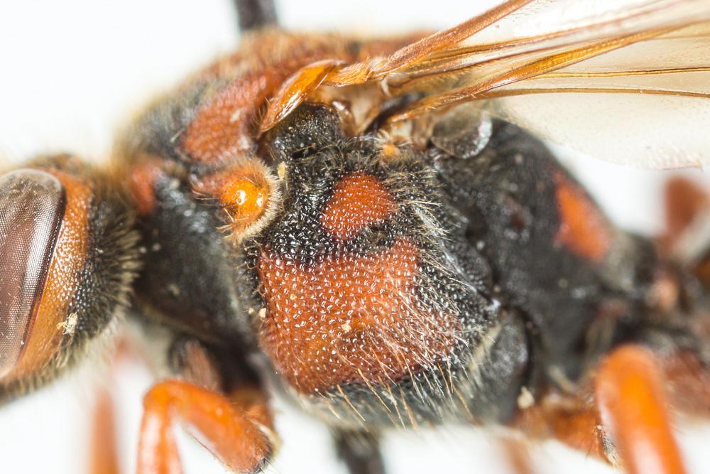  Nomada flava Panzer, 1798