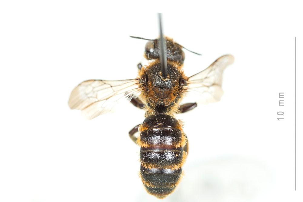 Osmia rufohirta Latreille, 1811
