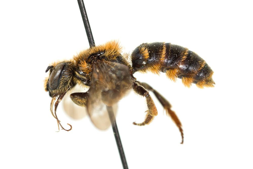  Osmia rufohirta Latreille, 1811