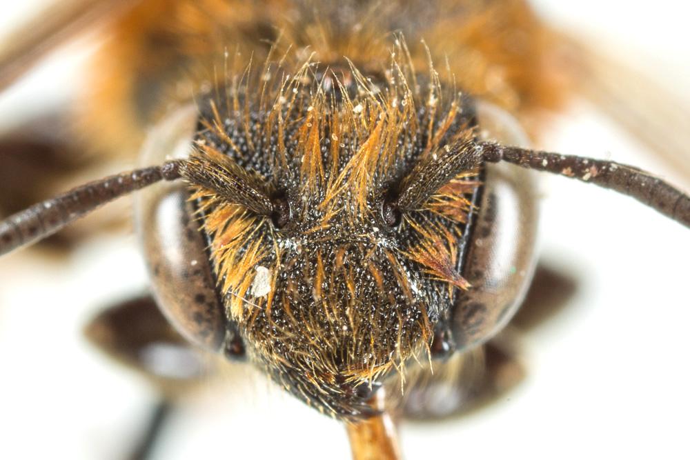  Osmia rufohirta Latreille, 1811