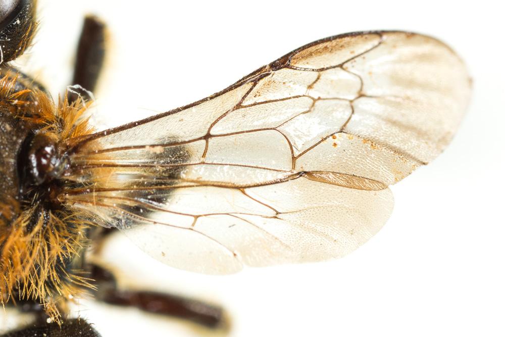  Osmia rufohirta Latreille, 1811