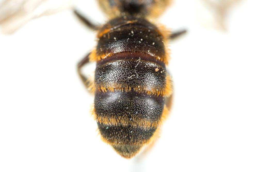 Osmia rufohirta Latreille, 1811