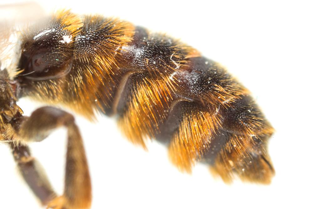  Osmia rufohirta Latreille, 1811