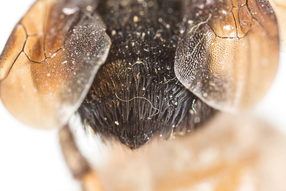 Abeille maçonne à polis roux Megachile parietina (Geoffroy in Fourcroy, 1785)