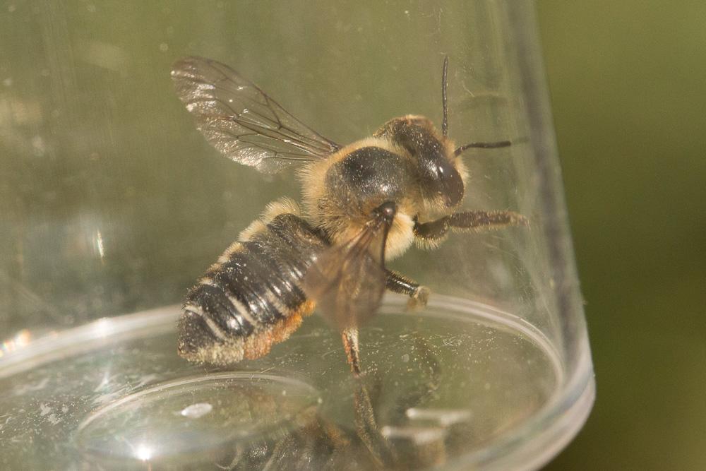  Megachile willughbiella (Kirby, 1802)