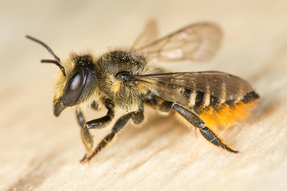 Mégachile du rosier, Abeille découpeuse Megachile centuncularis (Linnaeus, 1758)