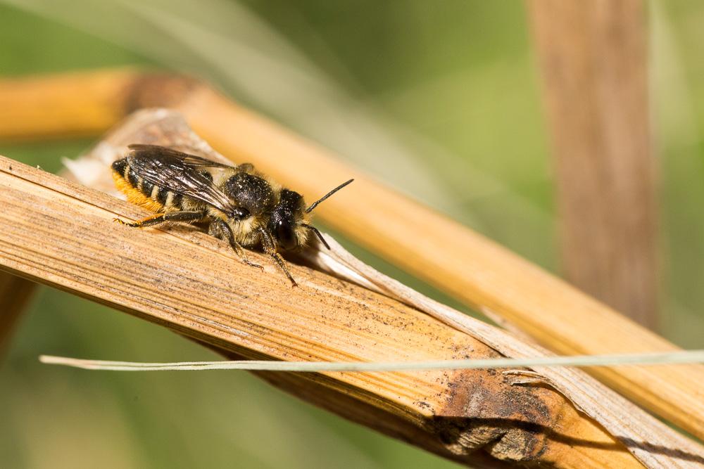 Mégachile du rosier, Abeille découpeuse Megachile centuncularis (Linnaeus, 1758)