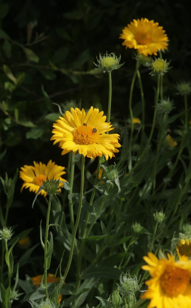 Gaillarde Gaillardia aristata Pursh, 1814
