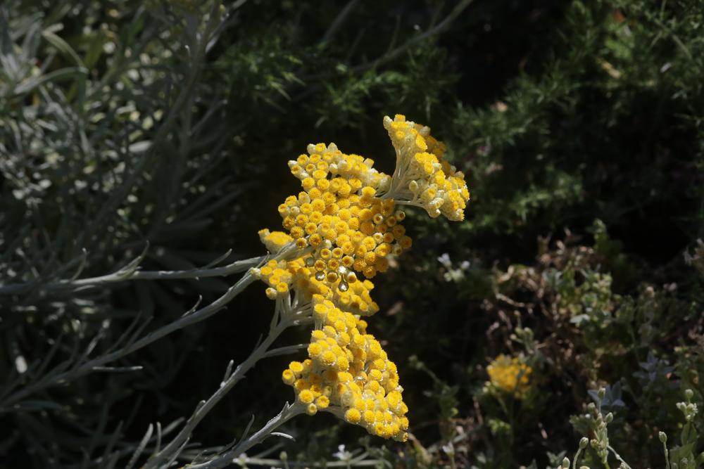Immortelle d'Orient Helichrysum orientale (L.) Gaertn., 1791
