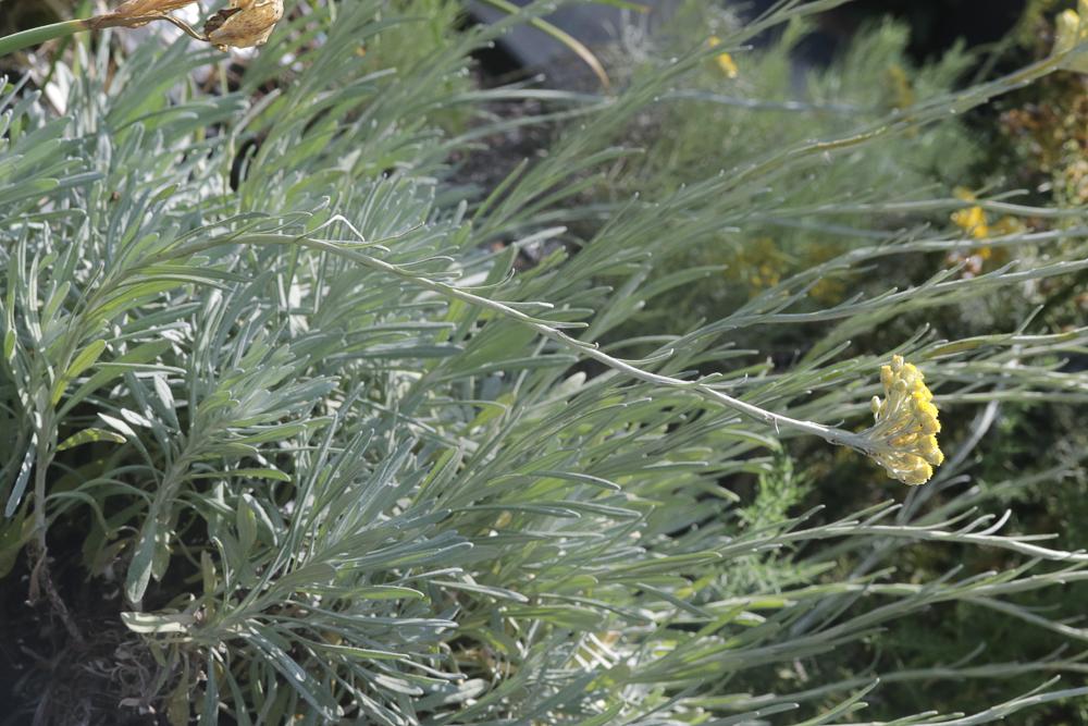 Immortelle d'Orient Helichrysum orientale (L.) Gaertn., 1791