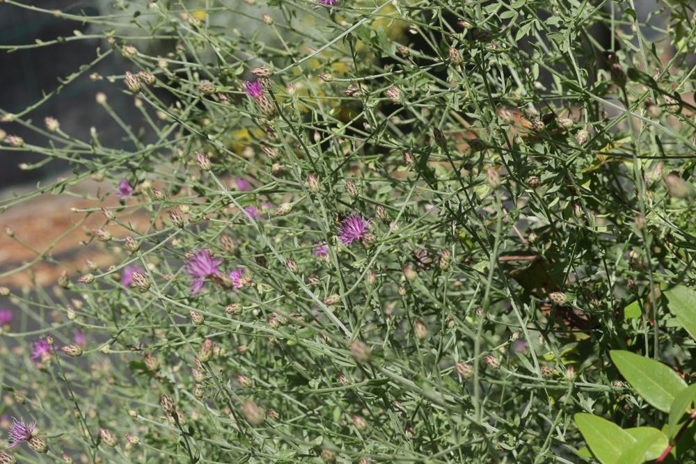 Centaurea attica