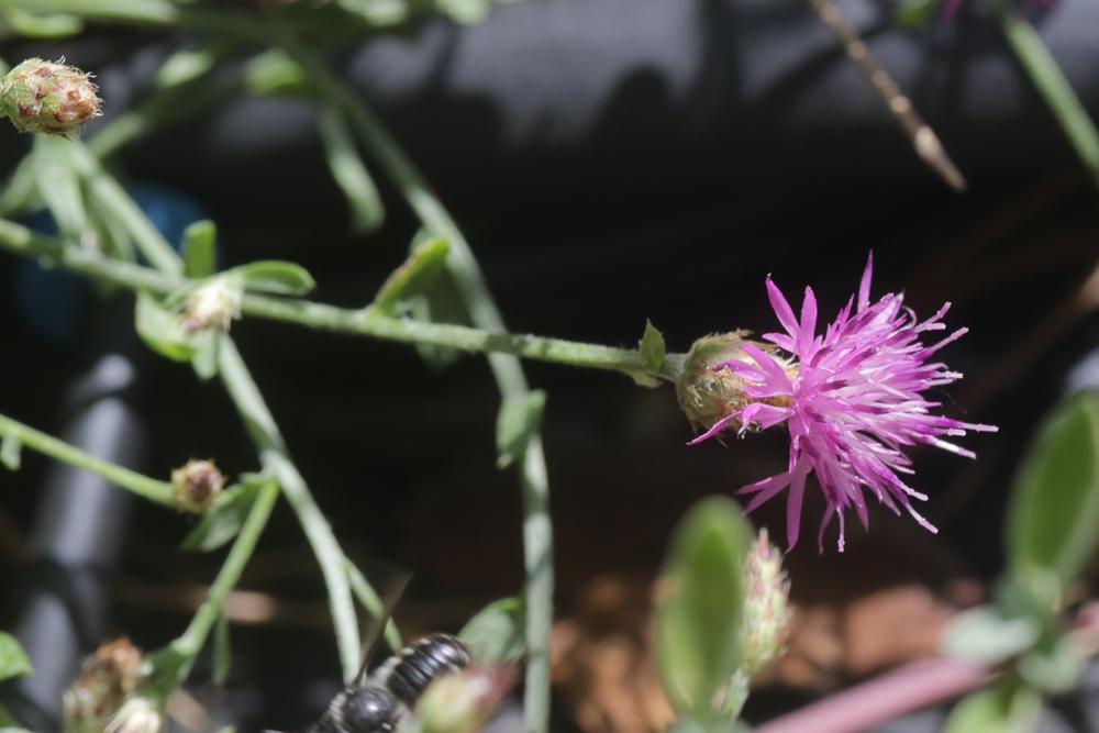 Centaurea attica