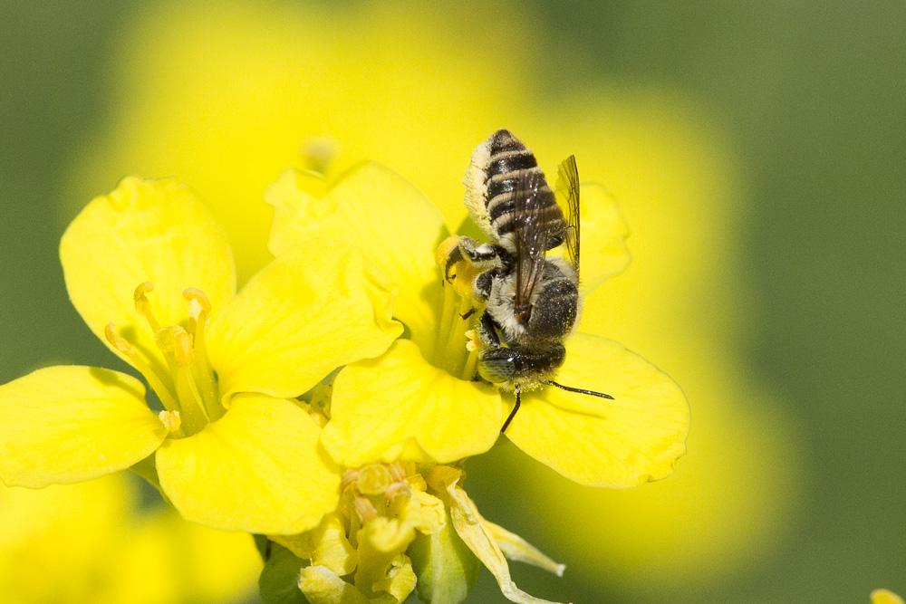 Megachile pilidens Alfken, 1924