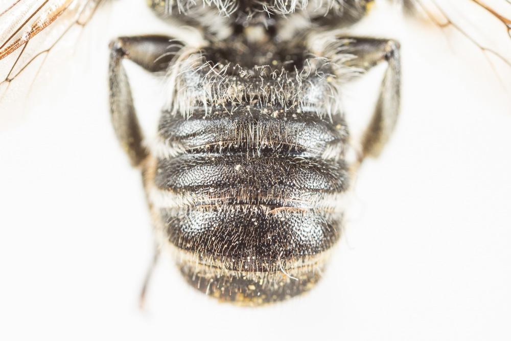 Mégachile du rosier, Abeille découpeuse Megachile centuncularis (Linnaeus, 1758)