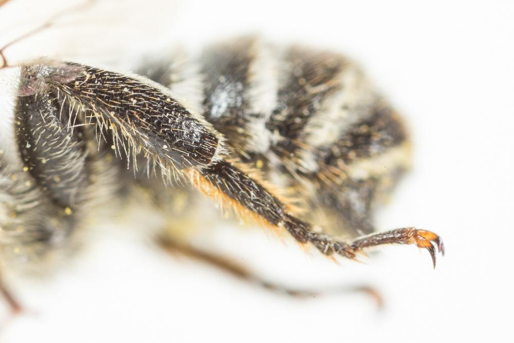 Mégachile du rosier, Abeille découpeuse Megachile centuncularis (Linnaeus, 1758)