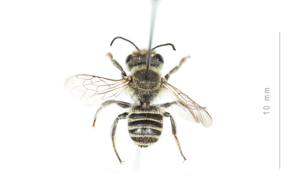  Megachile burdigalensis Benoist, 1940