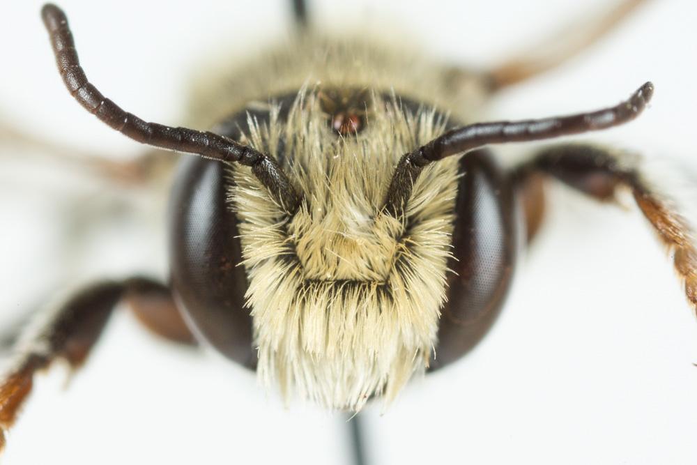 Megachile burdigalensis Benoist, 1940
