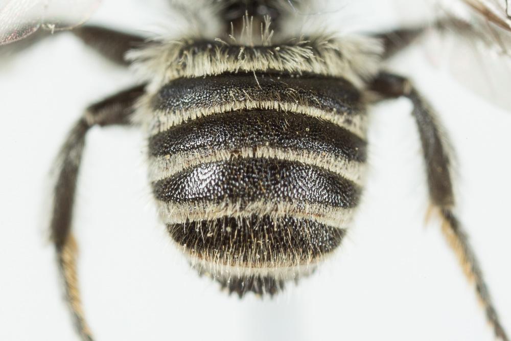 Megachile burdigalensis Benoist, 1940