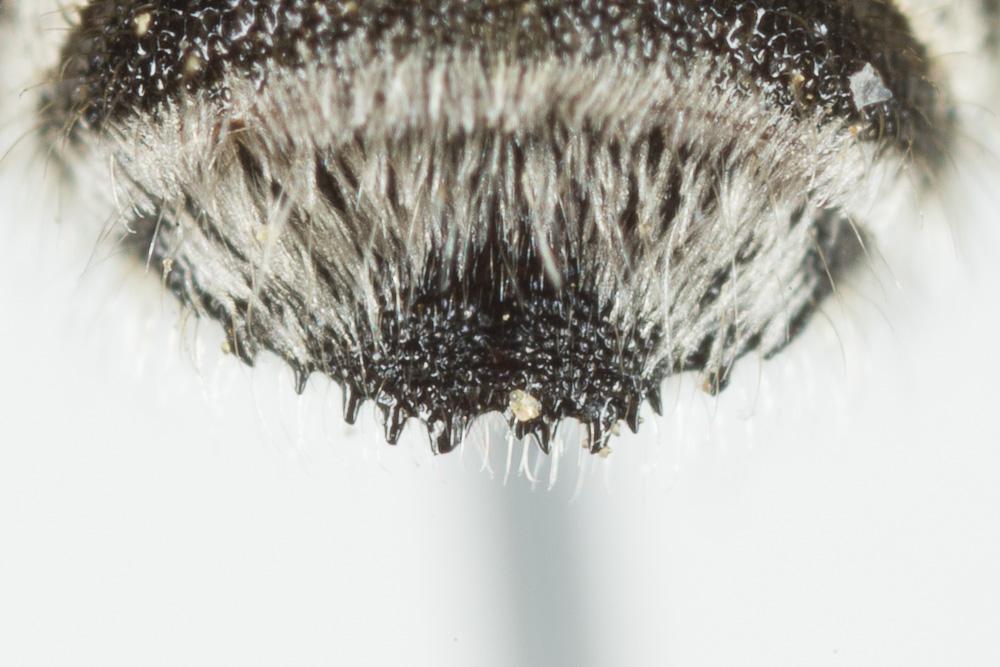 Le  Megachile burdigalensis Benoist, 1940