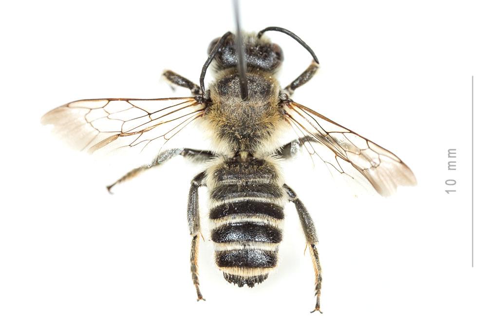 Megachile albisecta (Klug, 1817)