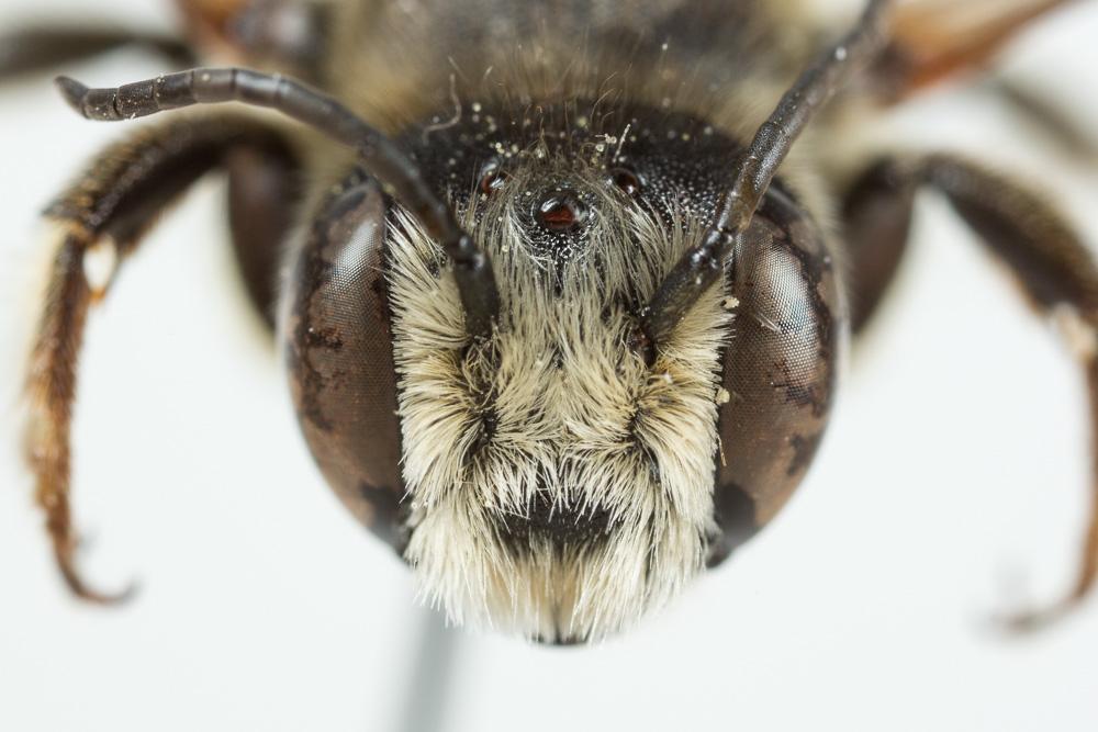 Megachile albisecta (Klug, 1817)