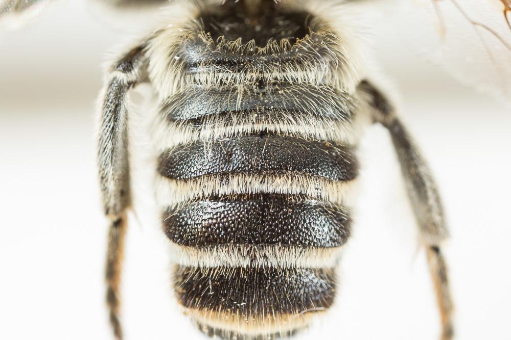 Megachile albisecta (Klug, 1817)