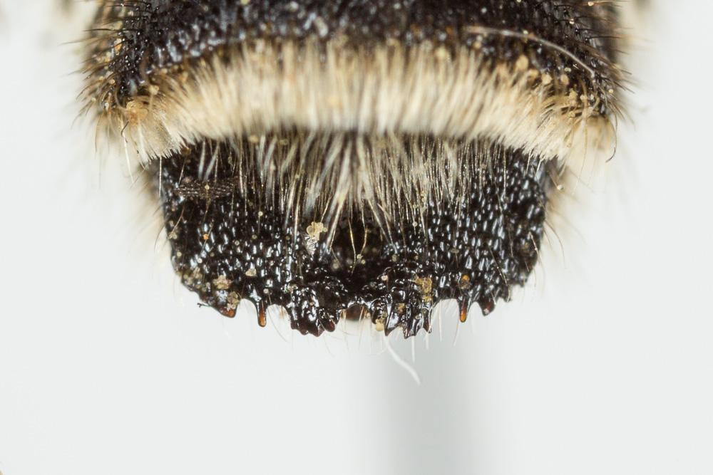  Megachile albisecta (Klug, 1817)