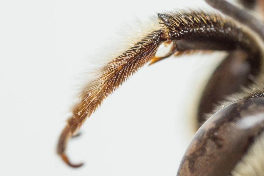 Megachile albisecta (Klug, 1817)