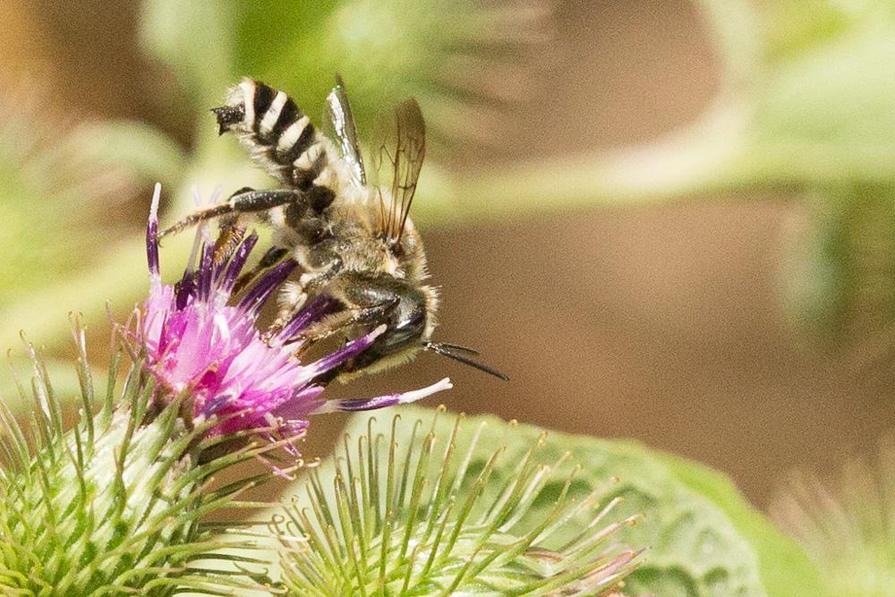 Megachile albisecta (Klug, 1817)