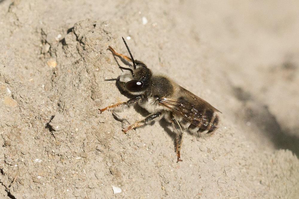  Megachile ericetorum Lepeletier, 1841
