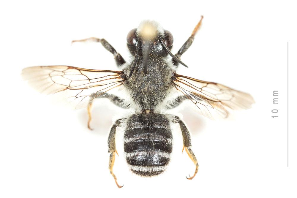 Megachile ericetorum Lepeletier, 1841