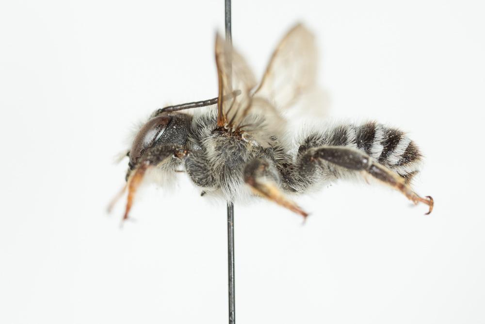  Megachile ericetorum Lepeletier, 1841