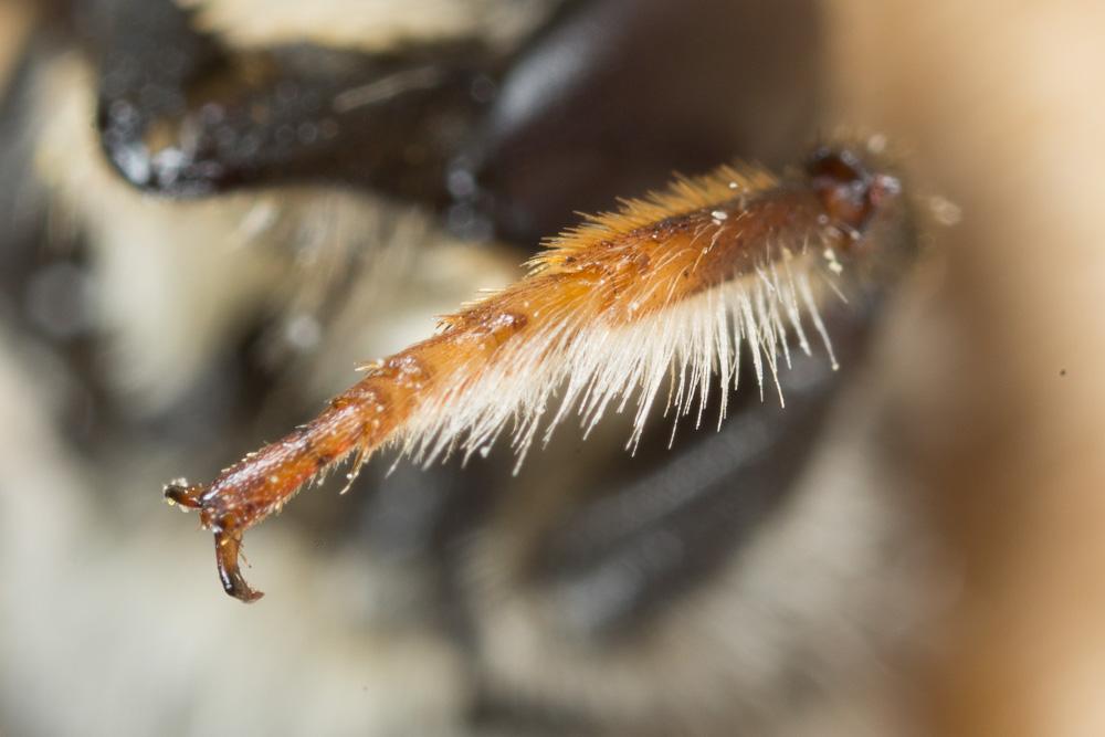  Megachile ericetorum Lepeletier, 1841