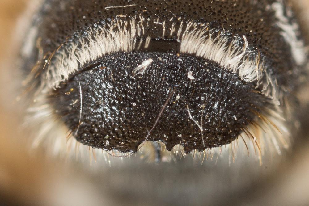 Megachile ericetorum Lepeletier, 1841