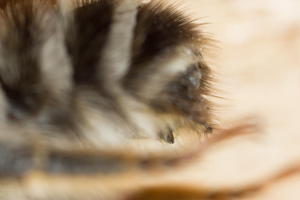  Megachile ericetorum Lepeletier, 1841