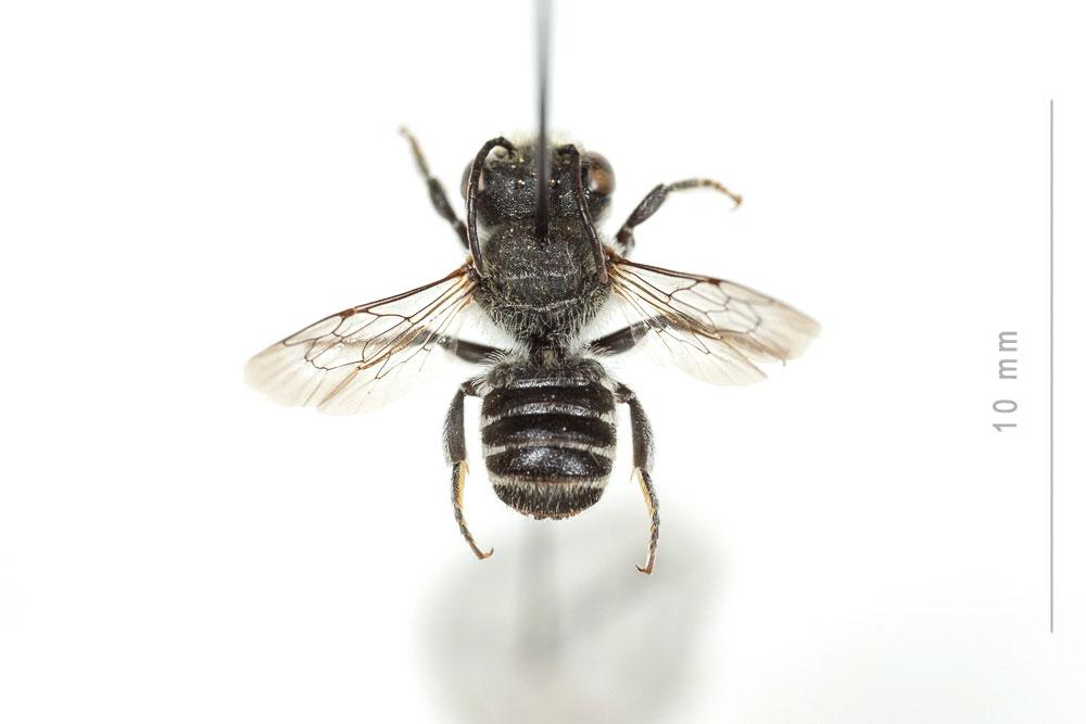  Megachile rotundata (Fabricius, 1793)