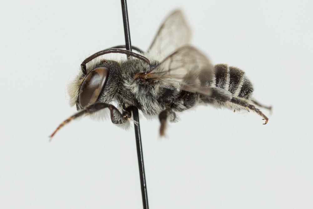  Megachile rotundata (Fabricius, 1793)