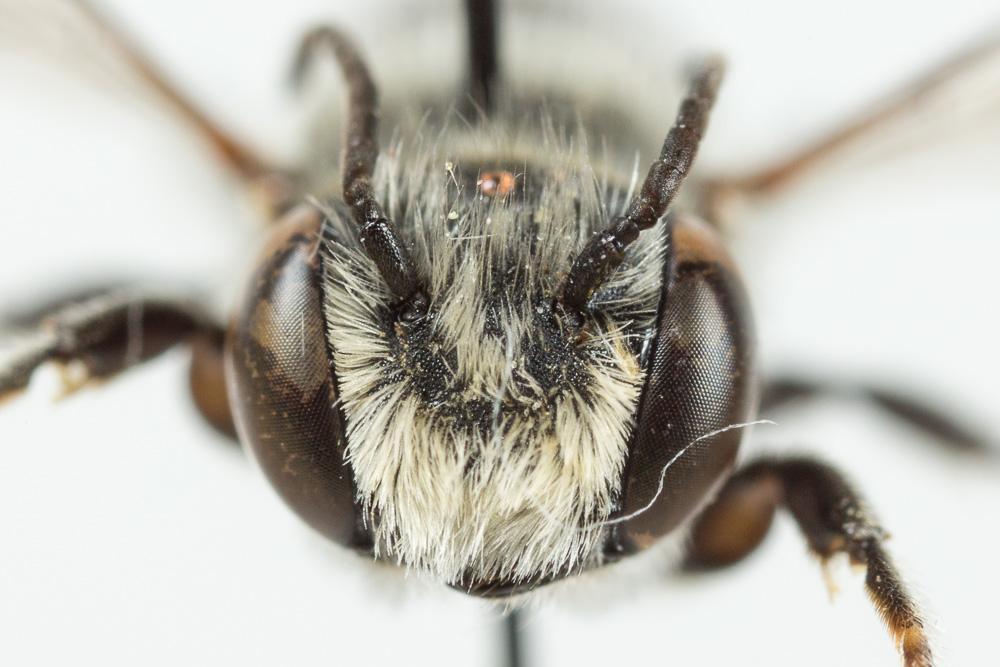  Megachile rotundata (Fabricius, 1793)