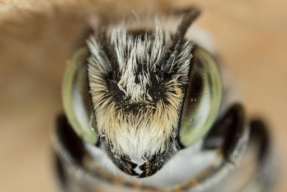 Megachile rotundata (Fabricius, 1793)