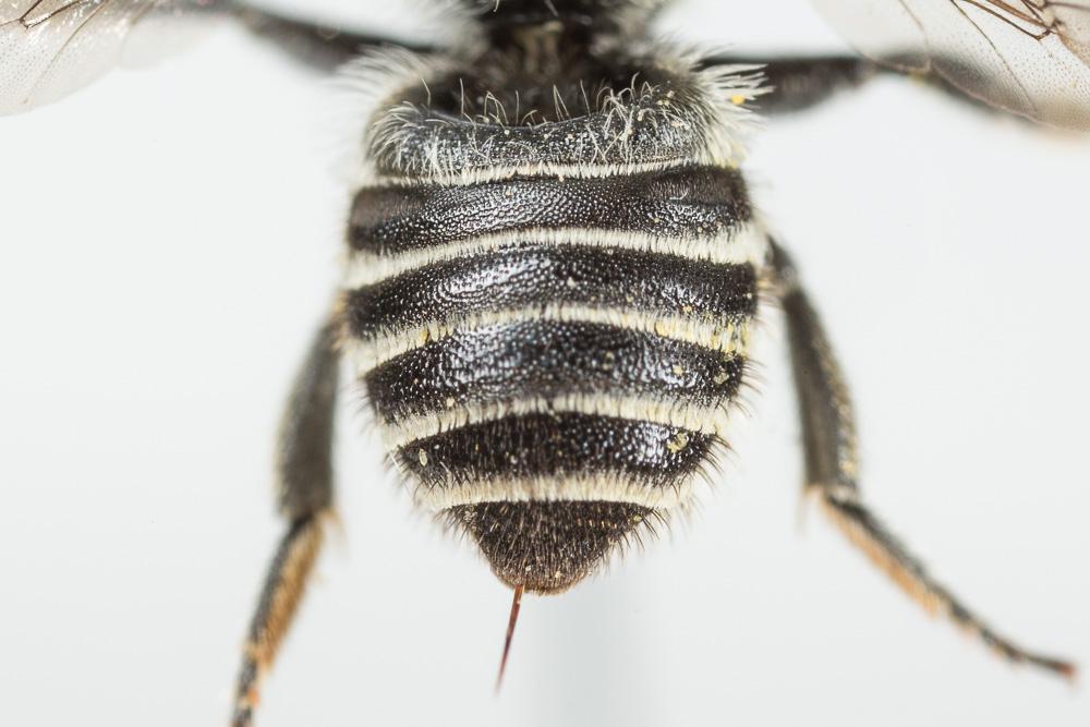 Megachile rotundata (Fabricius, 1793)