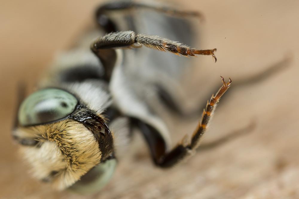  Megachile apicalis Spinola, 1808