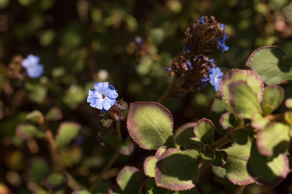 Ceratostigma griffithii