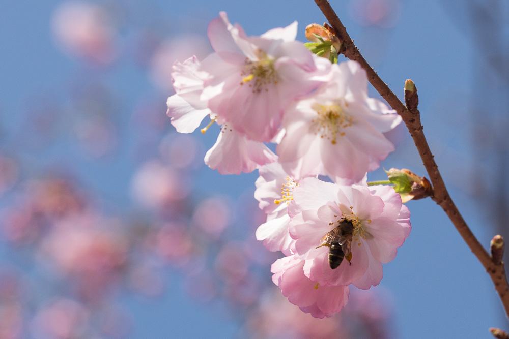 Malus spectabilis (Aiton) Borkh., 1803